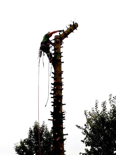 Démontage d'arbres par rétention