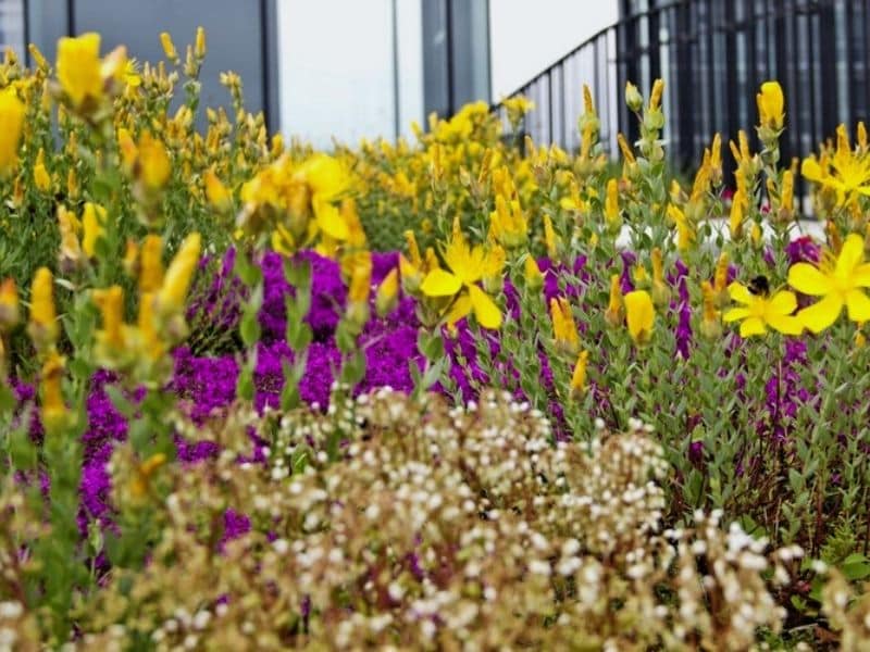 Plantation plantes méllifères - Entretien de plantes mellifères