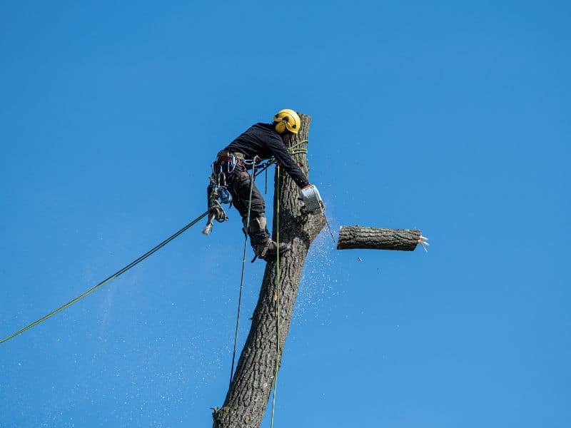 Abattage d'arbres par démontage