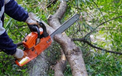 4 raisons d’élaguer un arbre