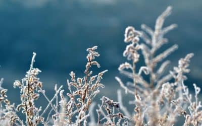 Comment entretenir votre jardin en hiver ?